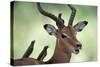 Impala With Oxpeckers. Kruger National Park, South Africa-Tony Heald-Stretched Canvas