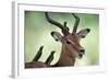 Impala With Oxpeckers. Kruger National Park, South Africa-Tony Heald-Framed Photographic Print