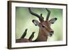 Impala With Oxpeckers. Kruger National Park, South Africa-Tony Heald-Framed Photographic Print