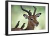 Impala With Oxpeckers. Kruger National Park, South Africa-Tony Heald-Framed Photographic Print