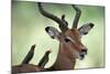 Impala With Oxpeckers. Kruger National Park, South Africa-Tony Heald-Mounted Photographic Print