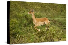 Impala-Mary Ann McDonald-Stretched Canvas