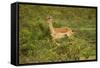 Impala-Mary Ann McDonald-Framed Stretched Canvas