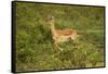 Impala-Mary Ann McDonald-Framed Stretched Canvas