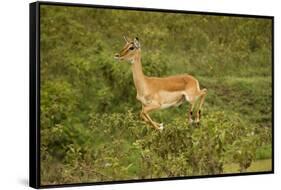 Impala-Mary Ann McDonald-Framed Stretched Canvas