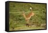 Impala-Mary Ann McDonald-Framed Stretched Canvas