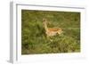 Impala-Mary Ann McDonald-Framed Photographic Print