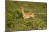 Impala-Mary Ann McDonald-Mounted Photographic Print