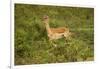 Impala-Mary Ann McDonald-Framed Photographic Print