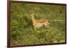 Impala-Mary Ann McDonald-Framed Photographic Print