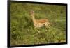 Impala-Mary Ann McDonald-Framed Photographic Print