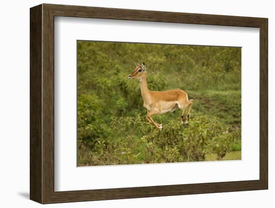 Impala-Mary Ann McDonald-Framed Photographic Print