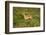 Impala-Mary Ann McDonald-Framed Photographic Print