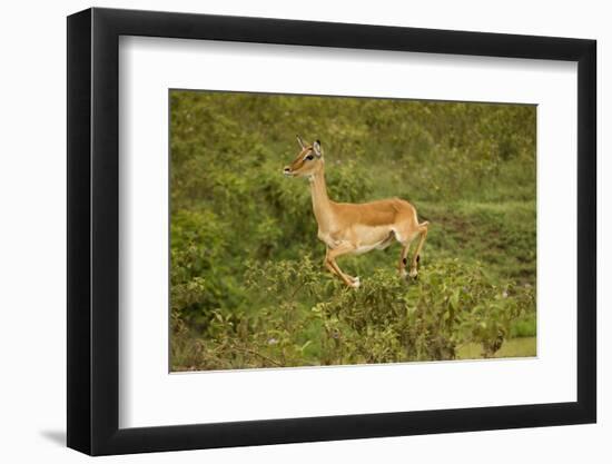 Impala-Mary Ann McDonald-Framed Photographic Print