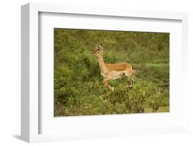 Impala-Mary Ann McDonald-Framed Photographic Print