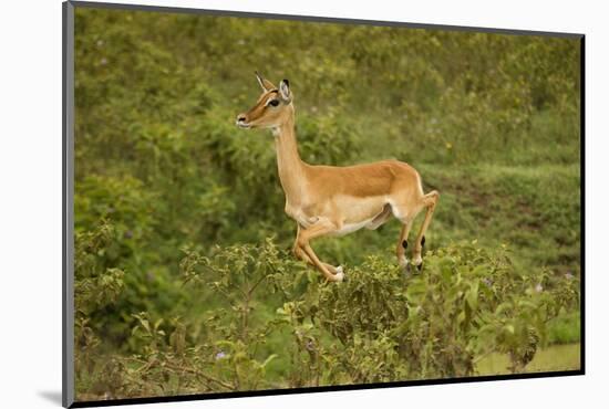 Impala-Mary Ann McDonald-Mounted Photographic Print