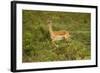 Impala-Mary Ann McDonald-Framed Photographic Print