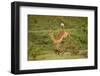 Impala-Mary Ann McDonald-Framed Photographic Print