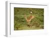 Impala-Mary Ann McDonald-Framed Photographic Print