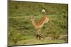 Impala-Mary Ann McDonald-Mounted Photographic Print