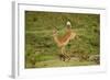 Impala-Mary Ann McDonald-Framed Photographic Print