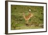 Impala-Mary Ann McDonald-Framed Photographic Print