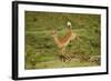 Impala-Mary Ann McDonald-Framed Photographic Print