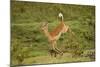 Impala-Mary Ann McDonald-Mounted Photographic Print