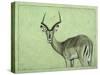 Impala-James W. Johnson-Stretched Canvas