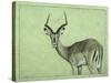 Impala-James W. Johnson-Stretched Canvas