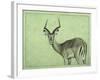 Impala-James W. Johnson-Framed Giclee Print