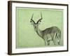 Impala-James W. Johnson-Framed Giclee Print