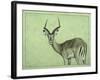 Impala-James W. Johnson-Framed Giclee Print