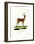 Impala-null-Framed Giclee Print