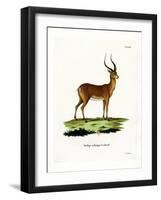 Impala-null-Framed Giclee Print