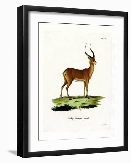 Impala-null-Framed Giclee Print