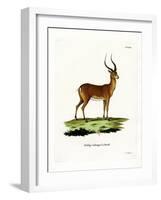 Impala-null-Framed Giclee Print