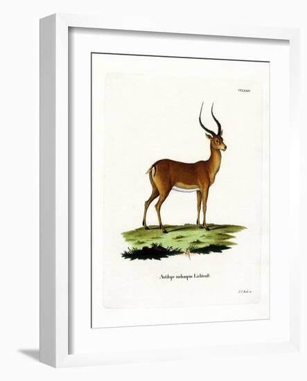 Impala-null-Framed Giclee Print