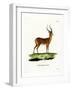 Impala-null-Framed Giclee Print