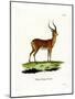 Impala-null-Mounted Giclee Print