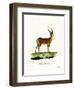 Impala-null-Framed Premium Giclee Print