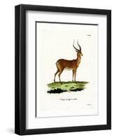 Impala-null-Framed Premium Giclee Print