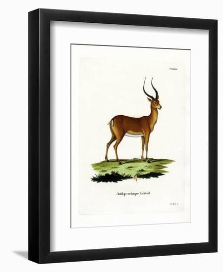 Impala-null-Framed Premium Giclee Print