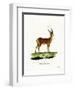 Impala-null-Framed Premium Giclee Print