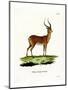 Impala-null-Mounted Premium Giclee Print