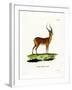 Impala-null-Framed Giclee Print