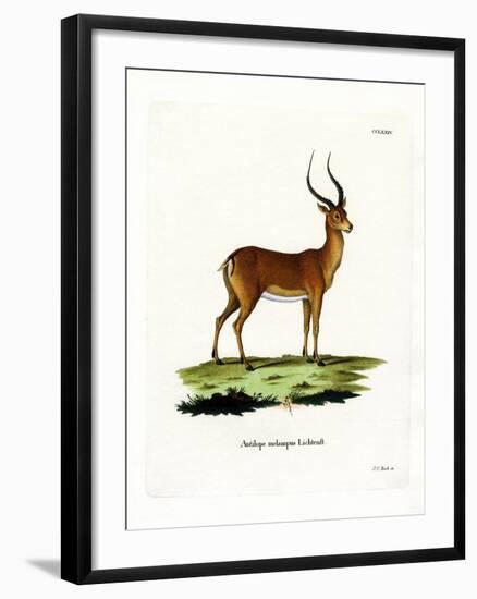 Impala-null-Framed Giclee Print