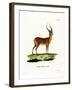 Impala-null-Framed Giclee Print