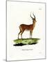 Impala-null-Mounted Giclee Print