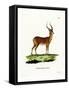 Impala-null-Framed Stretched Canvas